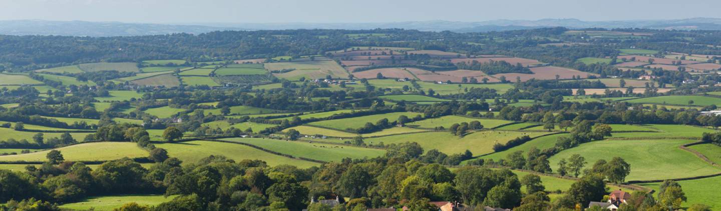 Honiton Landscape